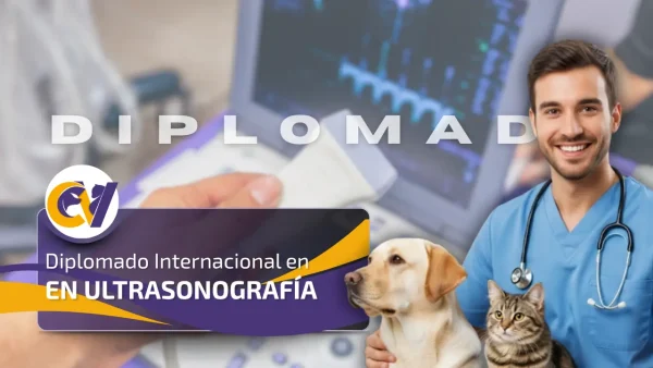 Diplomado Internacional en Ultrasonografía 2025