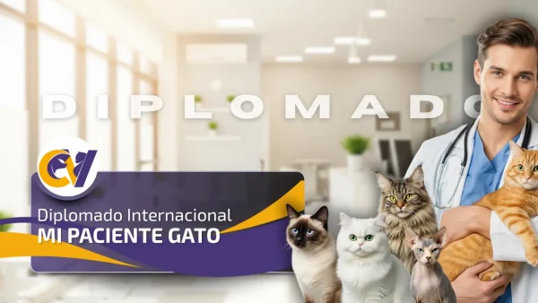 Diplomado Internacional Mi Paciente Gato